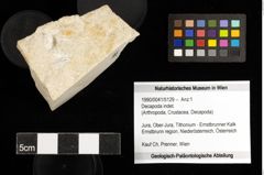 Foto (Objekt + Etiketten) von Decapoda indet. 